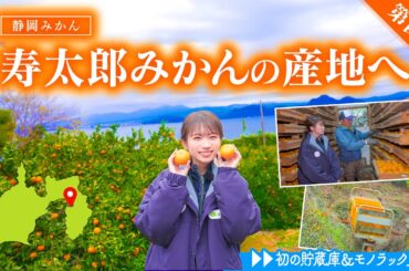 歴史ある静岡みかん「寿太郎」を求め伊豆へ！秋元真夏の静岡みかん編完結です！【第四弾】