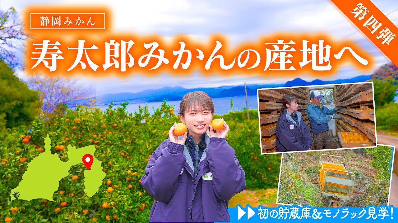 歴史ある静岡みかん「寿太郎」を求め伊豆へ!秋元真夏の静岡みかん編完結です!【第四弾】 歴史ある静岡みかん「寿太郎」を求め伊豆へ!秋元真夏の静岡みかん編完結です!【第四弾】