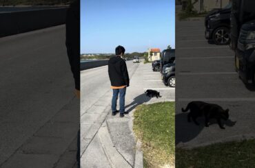 猫とウクレレと沖縄の海