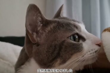 なでなで大好きアッシュくん