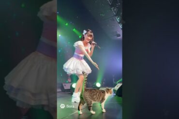 地下アイドルのライブに猫が乱入🐈　Cat crashes idol concert
