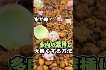 水が命！葉挿しを大きくする方法 #多肉植物 #succulent #エケベリア #mokimoki #モキモキ