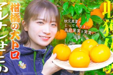 秋元真夏が長崎の柑橘の大トロ「マルナンせとか」を収穫体験！
