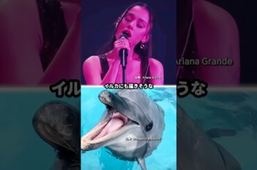 イルカにも届きそうなアリアナの高音