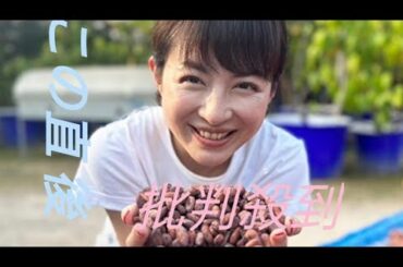 平井理央「タイのランパーンまでカカオ豆を視察」チョコレートで起業し奮闘した1年「低GIで乳酸菌約1000億個のチョコを」
