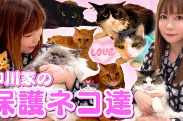 【保護ネコ】ネコハウス中川家の全７匹を紹介！みんな元気です