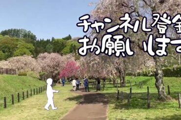 【米内浄水場の桜】2024.04.28 Cherry blossoms at Yonai Water Purification Plant 米内净水厂的樱花