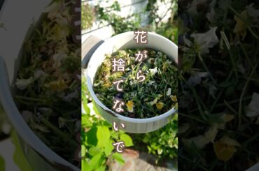 花がらがお宝になる　#ガーデニング　#shosts