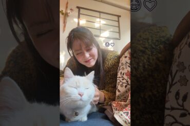 15초 동안 고양이 만지는 영상