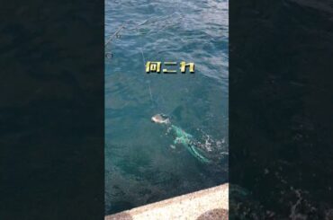 【SOS】堤防でクロ釣りをしていたら！恐怖