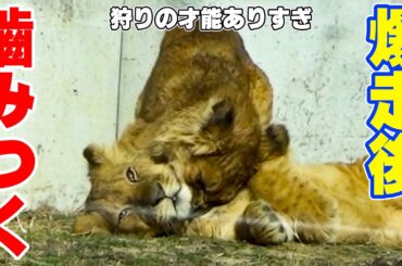 【衝撃】妹ベガの狩猟本能が覚醒…寝てる兄アルに容赦なし😂