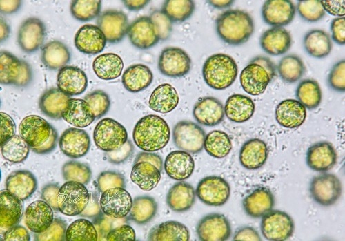 クロレラエキス