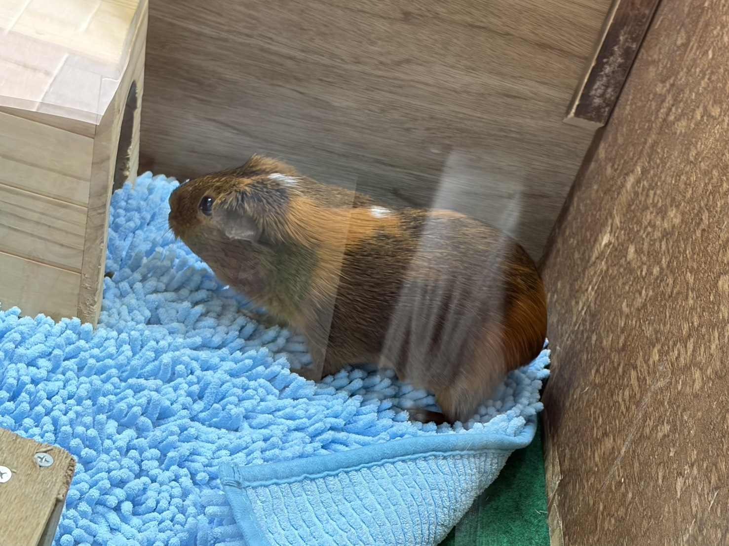 声優・黒木ほの香エッセイ「思い立ったら行動派へのすすめ」:黒木ほの香のどうか内密に。_007