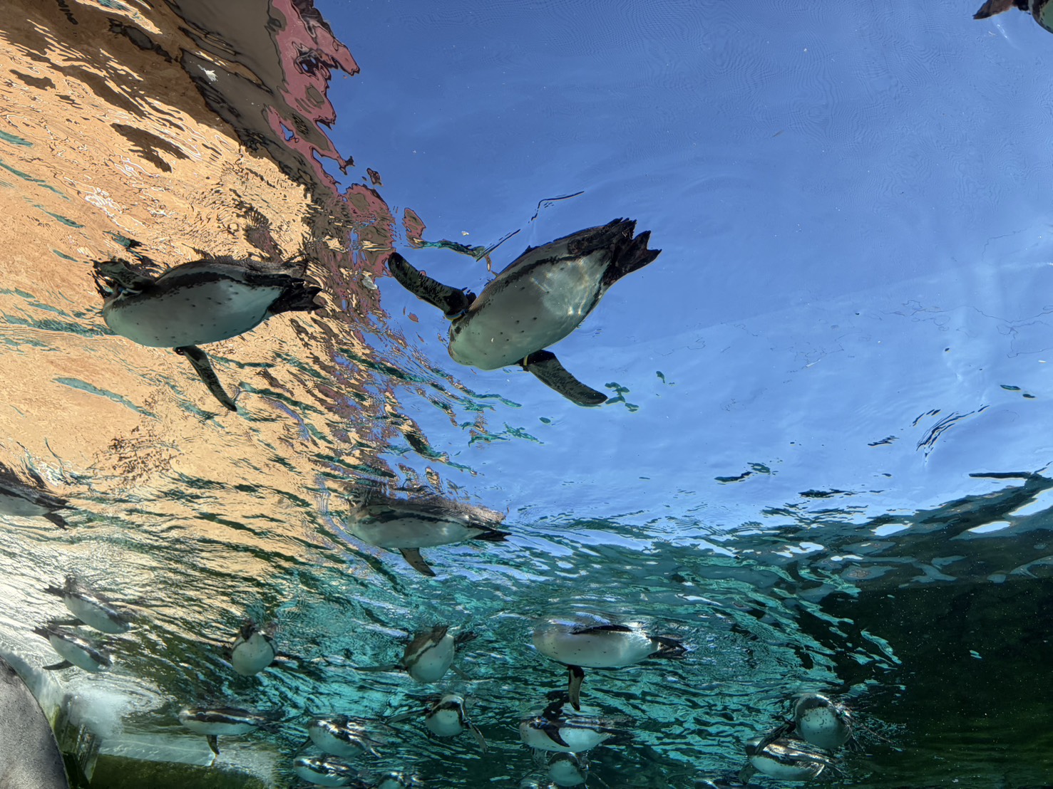 声優・黒木ほの香エッセイ「思い立ったら行動派へのすすめ」:黒木ほの香のどうか内密に。_005