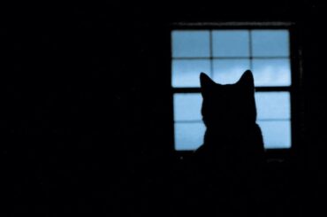 May'n/中島愛フルデュエット「ライオン」