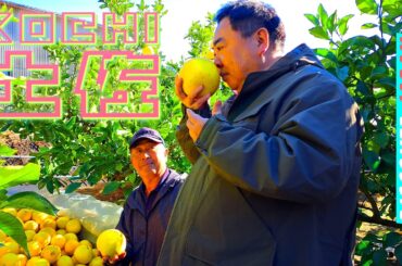 【ドラゴンの街⁉︎】伝統と郷土料理が盛りだくさん‼︎恵みの土佐旅〈旅人・塚地武雅〉