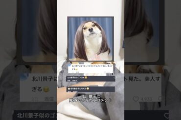 北川景子とAIに見られた柴犬 #柴犬 #shorts