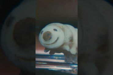 このメスカル…欲しい #ドラマ #映画 #movie #shorts #藤原竜也 #玉城ティナ #窪田正孝 #Diner