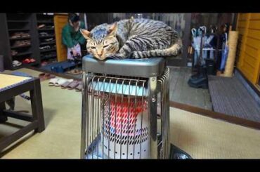 【温泉街の猫旅館】9匹の猫と24時間過ごせる予約困難な猫旅館が幸せすぎた｜日本一の名湯草津温泉｜中村屋旅館源泉掛け流し貸切風呂