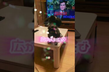 トイプードルのアポロ #可愛い #平和 #元気 #散歩 #海を散歩 #おもしろ #寝相 #トイプードル