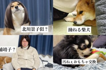 我が家の柴犬が北川景子だと言われている件について