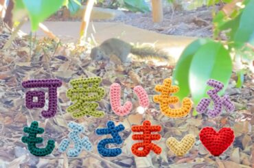 （おまけ）可愛いもふもふさま