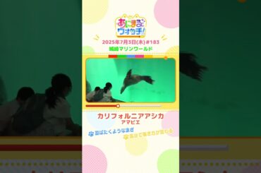 羽ばたくような泳ぎ！「カリフォルニアアシカ」　兵庫・豊岡市「城崎マリンワールド」　#shorts #読売テレビニュース #すまたん #あにまるウォッチ #動物
