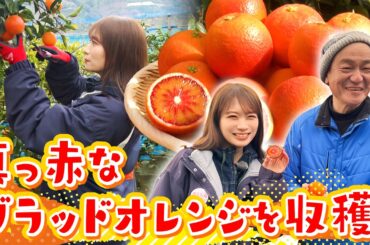 地中海生まれ愛媛育ちの「ブラッドオレンジ」を秋元真夏が収穫体験！～生産者さんのブラッドオレンジへの熱い思いも取材してきました～