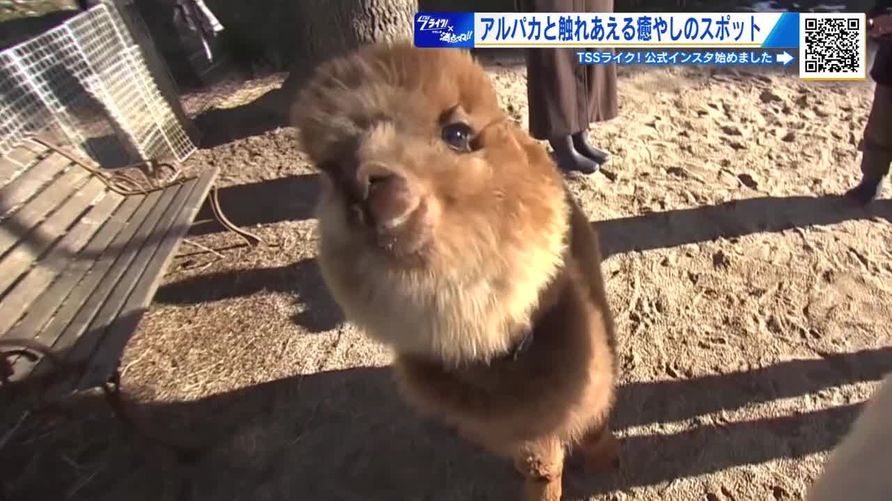 アルパカと触れあえる! 学校跡地が『親子で楽しめる癒やしのスポット』に! ペットパークとよひら 広島 (2026/02/17 15:03) アルパカと触れあえる! 学校跡地が『親子で楽しめる癒やしのスポット』に! ペットパークとよひら 広島 (2026/02/17 15:03)