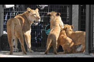 ご飯だよ〜‼️大喜びのシルクママと子どもたち😋仔ライオン3兄妹デン・アル・ベガ Part⑬【のんほいパーク】