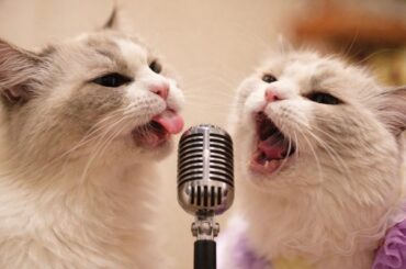 新曲のデモを歌ってみるよ🐈猫の日