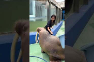 元NMB48 白間美瑠 🐵🎀びっくり🥴 #アザラシ