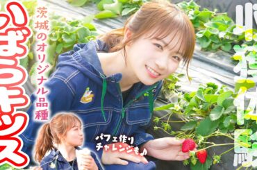 秋元真夏が茨城県オリジナル品種「いばらキッス」を収穫体験！～いばらキッスを使ったパフェづくりの結果は！？～