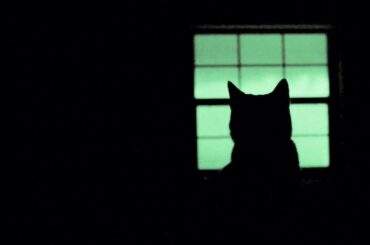 中島愛「ライオン」