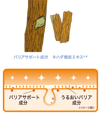 バリアサポート成分　キハダ樹皮エキス　うるおいバリア成分 イメージ