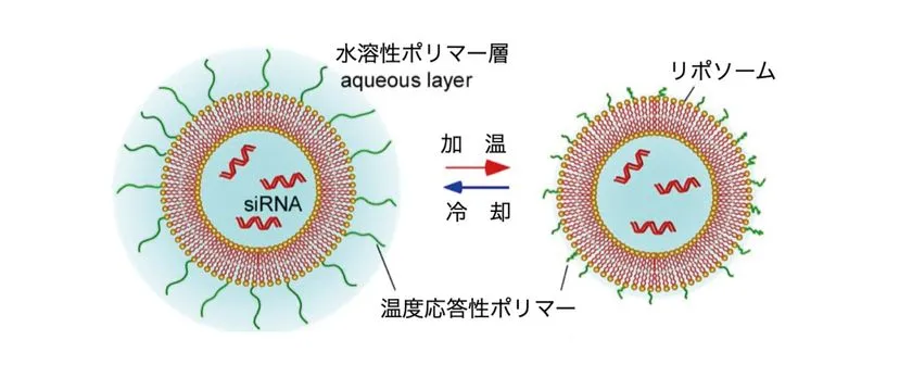 温度応答性ポリマーがリポソーム表面の性質を変化させる仕組み