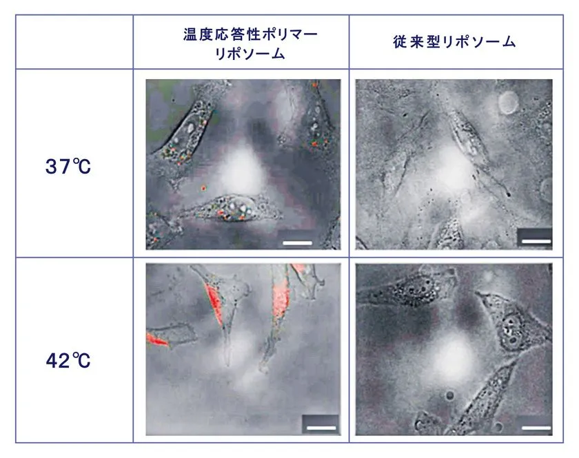 温度変化による有効成分の細胞への取り込みを観察した顕微鏡