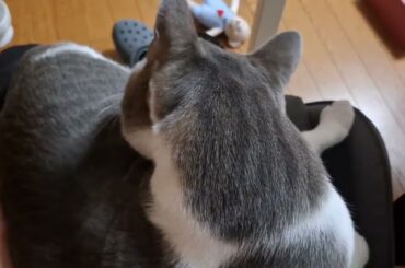 ひざの上を取り合うアッシュくんとさとるくん