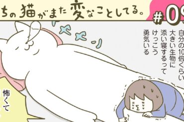 【漫画】トンちゃんと、夏/添い寝考察/他（CV:悠木碧、小市眞琴、森永千才、平川嵐）｜『うちの猫がまた変なことしてる。』（9）【マンガ動画】ボイスコミック