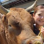 闘牛界のアイドル　引退へ　新力Ｂａｂｙ　１５日、宿敵と最終戦