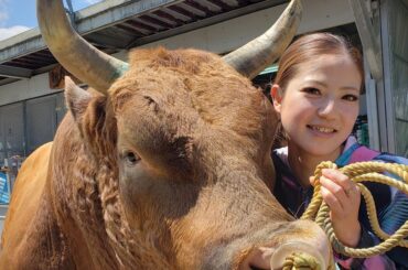 闘牛界のアイドル　引退へ　新力Ｂａｂｙ　１５日、宿敵と最終戦