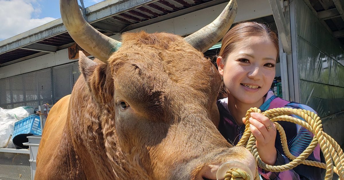 闘牛界のアイドル　引退へ　新力Ｂａｂｙ　１５日、宿敵と最終戦