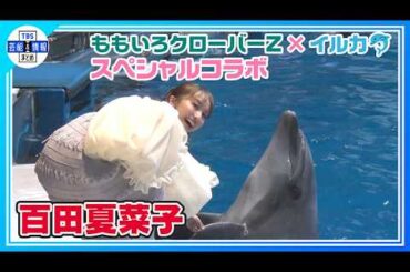 【百田夏菜子】ももクロがイルカ🐬とコラボ〝ライブの空気感にたくさん合わせてくれて〟