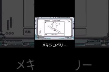 メキシコペリー　#オードリー #日向坂で会いましょう #日向坂46 #竹内希来里