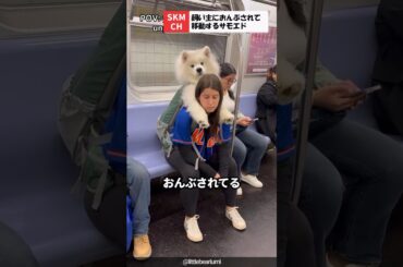 リュックの中に入って移動するサモエド
