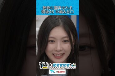 『動物に翻弄される櫻坂46中嶋＆谷口』