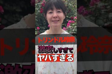 トリンドル玲奈が激変しすぎてヤバすぎる #shorts #ゴシップ #芸能人 #芸能界  #おもしろい #雑学 #ダレノガレ明美 #トリンドル玲奈 #お笑い