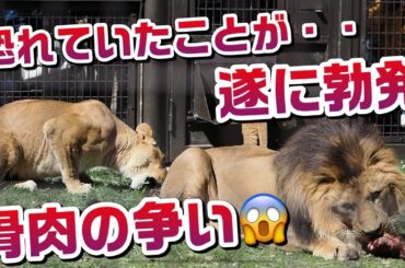 恐れていたことが・・遂に勃発😣【骨肉の争い？😱】 #のんほいパーク #三つ子 #ライオン #アース #旭山動物園 #桐生が岡動物園 #安佐動物園 #lion #争い   #茶臼山動物園 #肉 #秩序