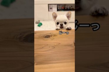 可愛い💗じーっ👀 #チワワ #犬のいる生活 #癒し #ほのぼの #ほっこり #のんびり #まったり #平和 #日常