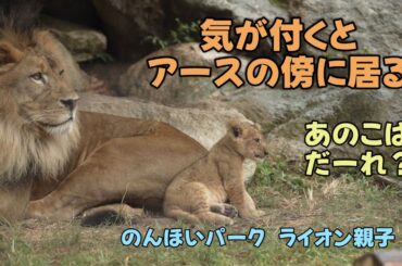 のんほいパーク　気が付くとアースの傍に居る　あのこはだーれ？　アース親子　Earth＆Silk’s Lion family at Toyohashi Zoo